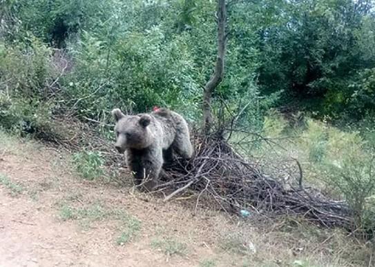 حمله خرس به یک شهروند ماسالی در ارتفاعات سورکوم