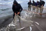 ۴۴۰ تن انواع ماهیان استخوانی در آب‌های ساحلی گیلان صید شد